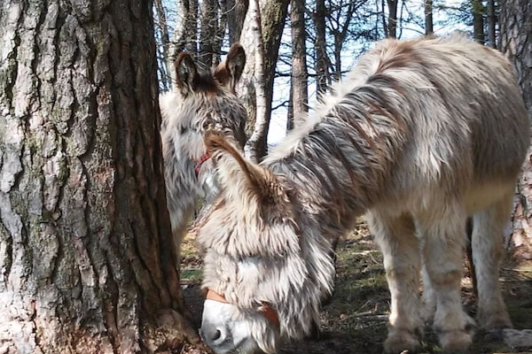 Foto van Biologische boerderij met 3 slaapkamers - Vakantiehuis in Elzach \/Heidburg - Untagged