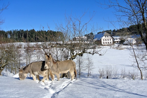 Foto van Biologische boerderij met 2 slaapkamers - Vakantiehuis in Elzach\/Heidburg - Untagged
