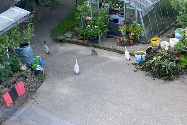 Foto van Biologische boerderij met 2 slaapkamers - Vakantiehuis in Elzach\/Heidburg - Untagged