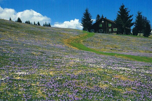 Foto van Berguitzicht op het Bodenmeer met wintertuin - Vakantiehuis in Oberstaufen - Untagged