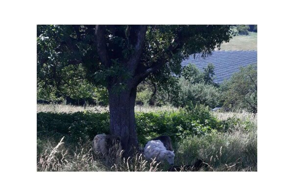 Foto van Bodenmeertuin Comfortabele vakantiewoning - Vakantiehuis in Tettnang - AreaSummer1KM