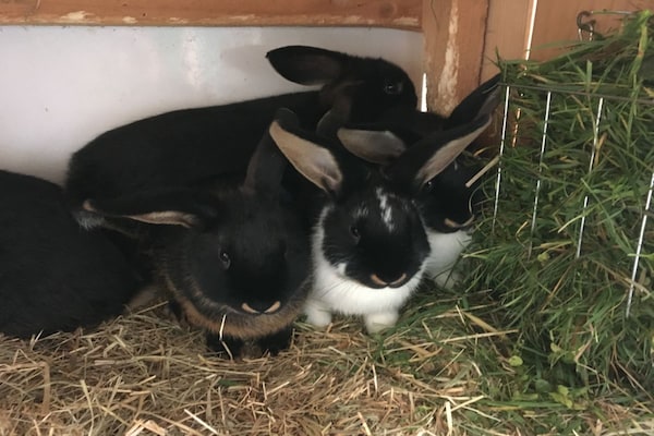 Foto van Biologische boerderij met 2 slaapkamers - Vakantiehuis in Wegscheid - Untagged