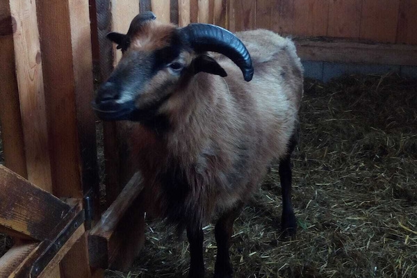 Foto van Biologische boerderij met 2 slaapkamers - Vakantiehuis in Wegscheid - Untagged