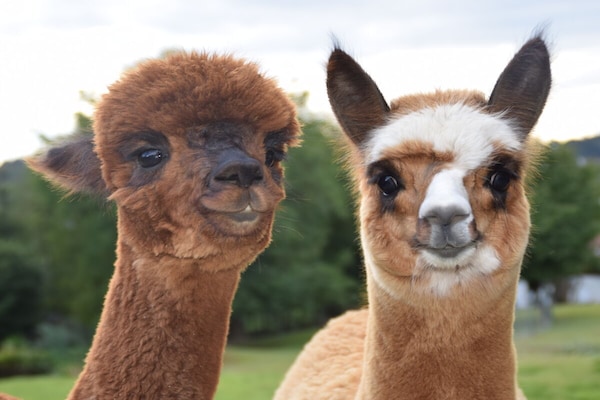 Foto van Villa Sonnenhügel - Vakantiehuis in Zwiesel - Untagged