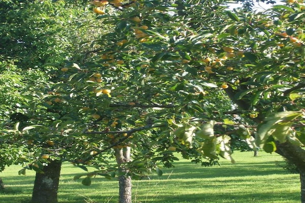 Foto van Charmant appartement in de Ardennen - Vakantiehuis in Signy-l’Abbaye - AreaSummer20KM