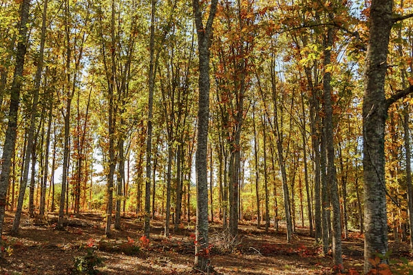 Foto van Dordogne Familie Haven - Vakantiehuis in Prats-Du-Périgord - AreaSummer1KM