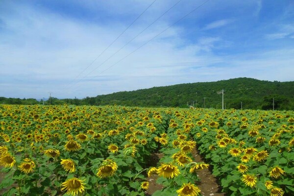 Foto van Charmant vakantiehuis met zwembad - Vakantiehuis in Pont-De-Barret - AreaSummer1KM