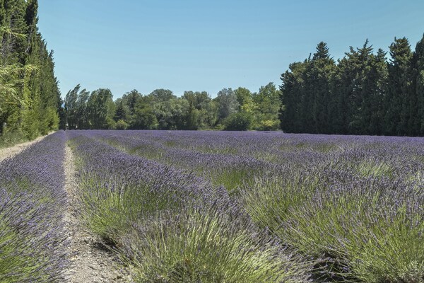 Foto van Provence-huis in de buurt van Avignon voor 4 personen - AreaSummer1KM