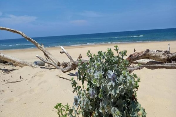 Foto van Huisdiervriendelijke Moliets Escape - Vakantiehuis in Moliets - AreaSummer20KM