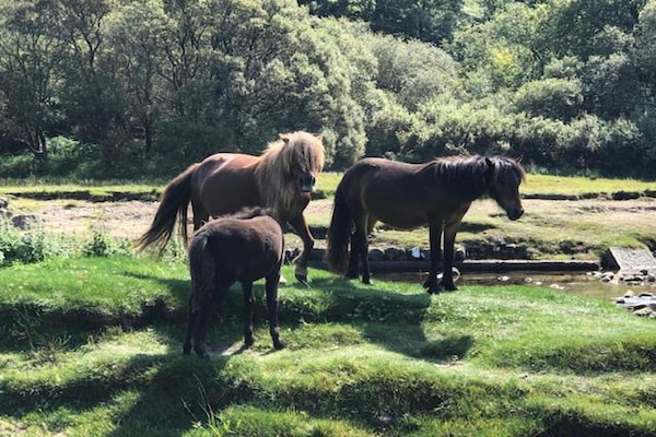 Foto van Cottage in Devon bij Dartmoor Nationaal Park - Vakantiehuis in Bovey Tracey - AreaSummer20KM