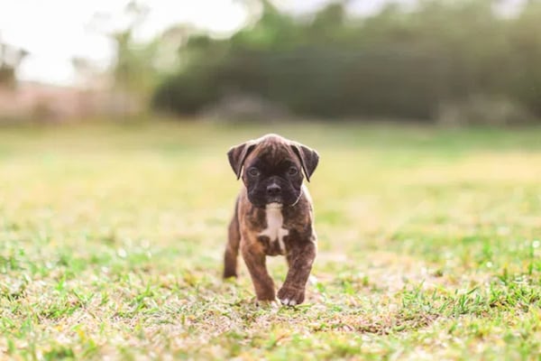 Foto van Villa in Gournes met zwembad en zeezicht - Vakantiehuis in Heraklion - AreaSummer20KM