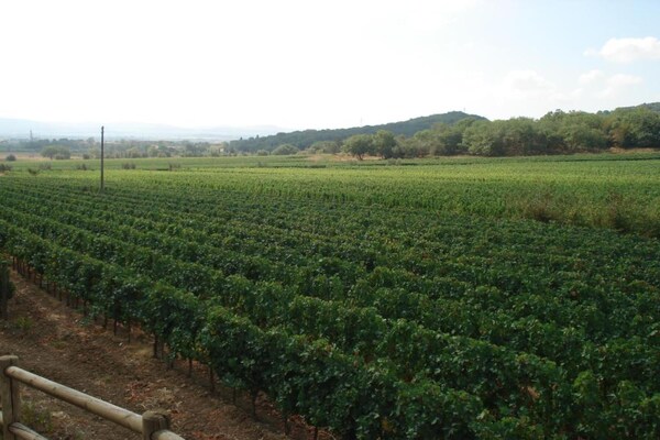 Foto van Boerderij in Suvereto bij Etruskische Kust - Vakantiehuis in Suvereto - AreaSummer5KM