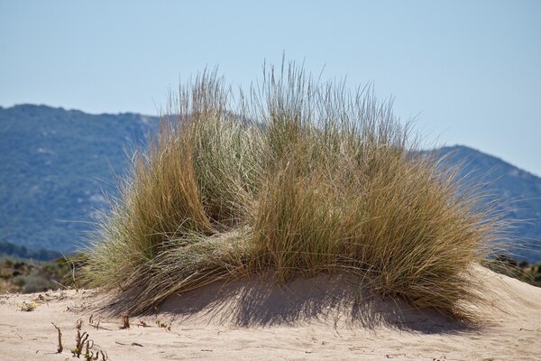 Foto van Comfortabel appartement vlakbij Stintino - Vakantiehuis in Stintino - AreaSummer5KM