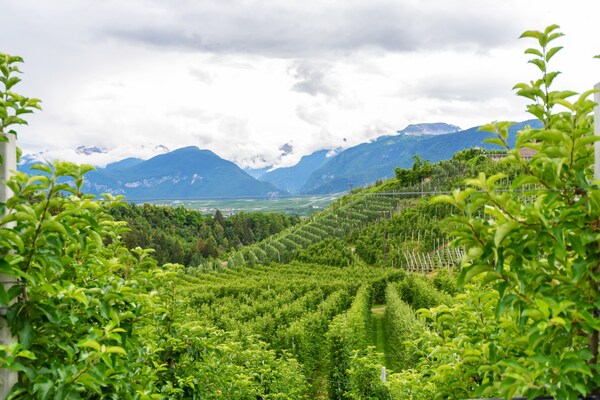 Foto van Charmant appartement in Trentino nabij een boomgaard - ViewSummer