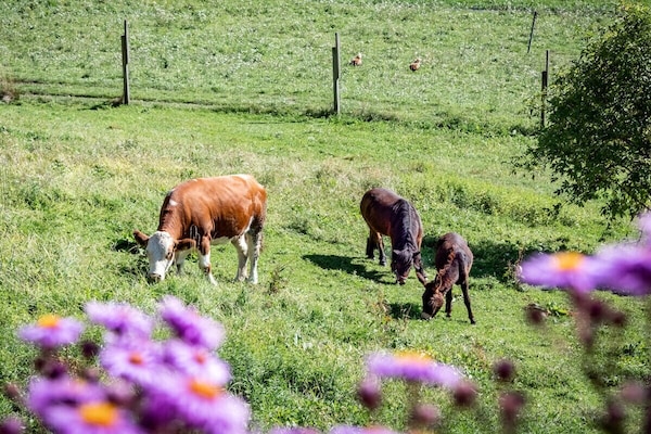 Foto van Boerderij met 1 slaapkamer - Vakantiehuis in Völs am Schlern - Untagged