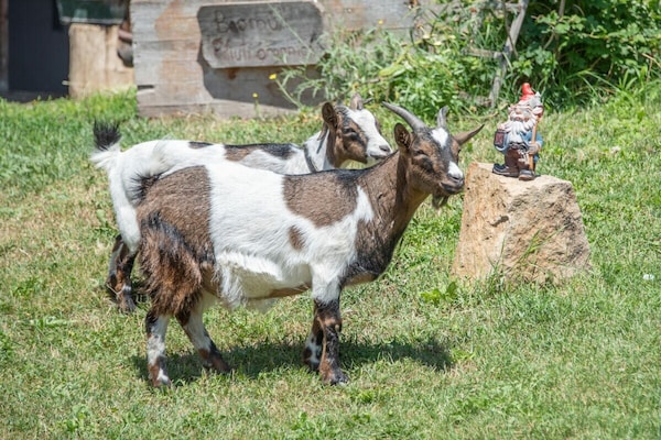 Foto van Boerderij met 1 slaapkamer - Vakantiehuis in Völs am Schlern - Untagged