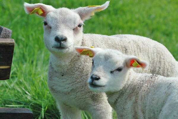 Foto van Herenhuis in De Cocksdorp - Vakantiehuis in De Cocksdorp-Texel - AreaSummer5KM