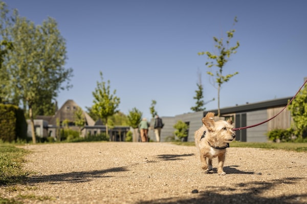 Foto van Gezellige duurzame lodge - Vakantiehuis in Wijdenes - Ambiance