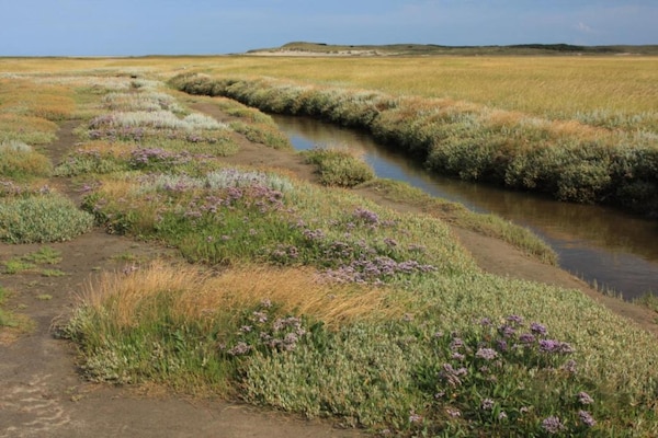 Foto van Bungalow voor 4 personen nabij de duinen van Texel - AreaSummer5KM