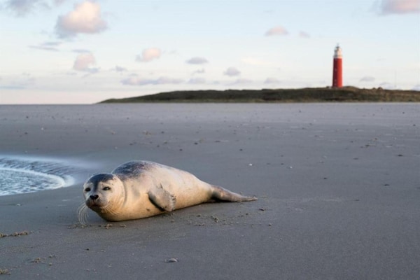 Foto van Bungalow voor 4 personen nabij de duinen van Texel - AreaSummer5KM
