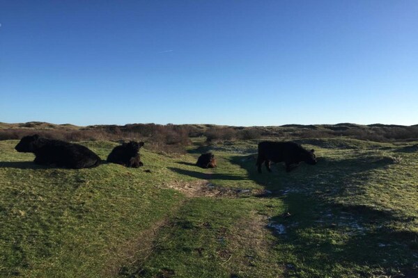 Foto van Vakantiehuis op Texel met Tuin - Vakantiehuis in De Koog - AreaSummer20KM