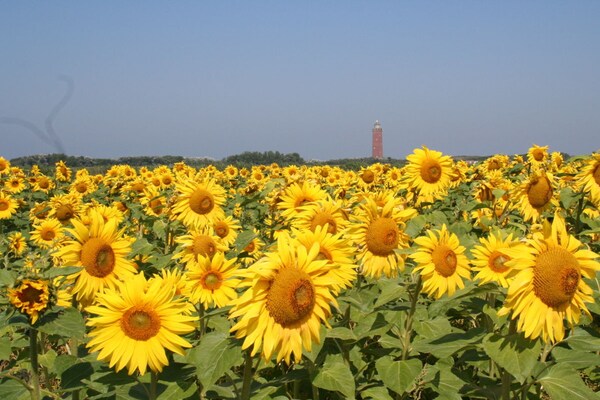 Foto van Huijsmansverhuur Type B de Luxe Zuiderdiep 8 - Vakantiehuis in Ouddorp - Untagged