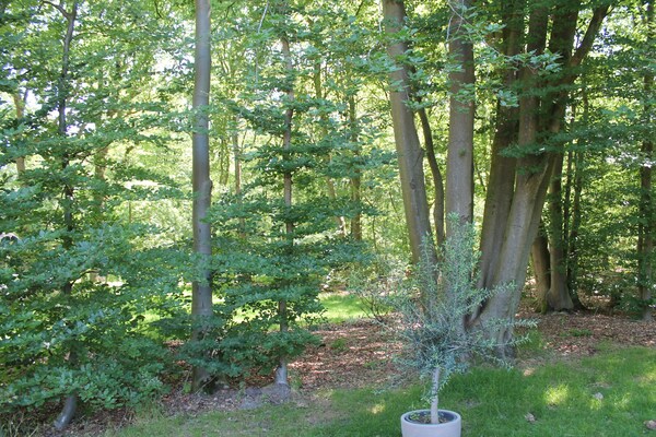 Foto van Gezellig vakantiehuis aan de bosrand met privétuin - GardenSummer