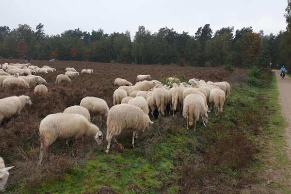 Foto van Romantische loft met tuinterras - Vakantiehuis in Ermelo - AreaSummer5KM