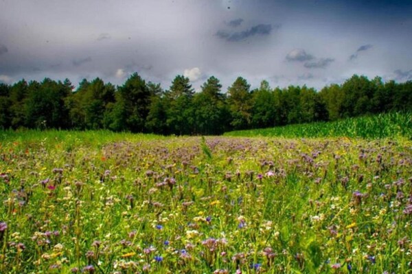 Foto van Villa in Schaijk bij Bos en Water - Vakantiehuis in Schaijk - AreaSummer5KM