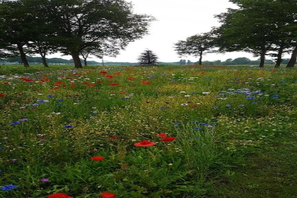 Foto van Bungalow met terras bij Bedafse Bergen - Vakantiehuis in Uden - AreaSummer20KM