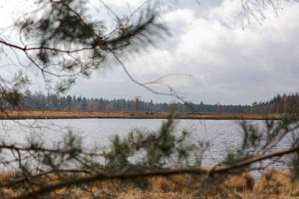 Foto van Huisje in Leenderbos bij natuurgebied - Vakantiehuis in Leende - AreaSummer20KM
