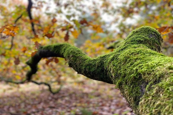 Foto van Huisje in Leenderbos bij natuurgebied - Vakantiehuis in Leende - AreaSummer20KM