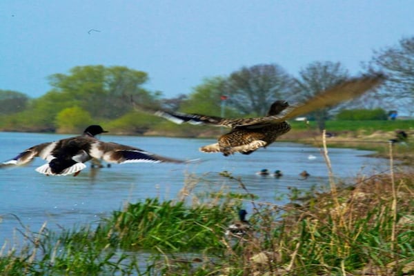 Foto van Familie- en huisdieruitje | Arcen - Vakantiehuis in Arcen - AreaSummer20KM