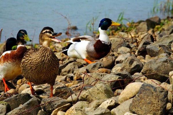 Foto van Villa in Klein Vink met Thermaalbad toegang - Vakantiehuis in Arcen - AreaSummer20KM