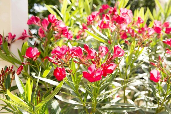 Foto van Bungalow in Weerterbergen met Tuin & Haard - Vakantiehuis in Weert - Ambiance