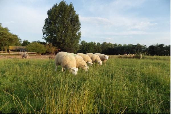 Foto van Gezellig comfortabel vakantiehuis bij de boer in Horssen met een tuin - AreaSummer1KM