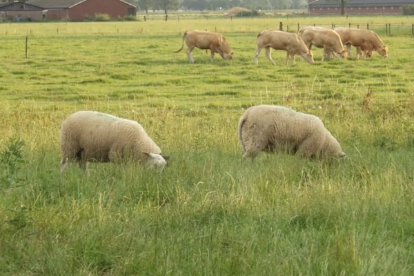 Foto van Gezellig comfortabel vakantiehuis bij de boer in Horssen met een tuin - AreaSummer5KM