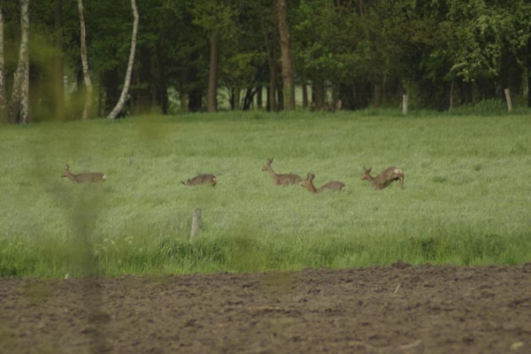 Foto van Boerderij bij Golfbaan Geesteren - Vakantiehuis in Geesteren - AreaSummer20KM