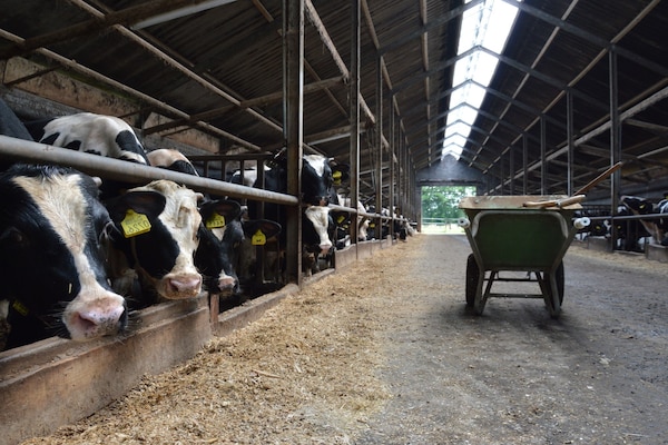 Foto van Romantische boerderij-ontsnapping - Vakantiehuis in Geesteren - AreaSummer1KM