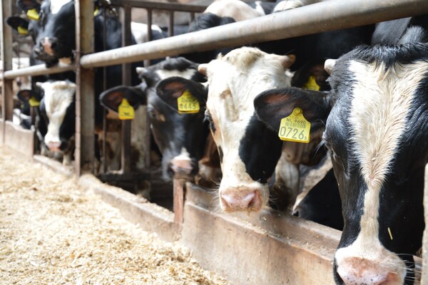 Foto van Boerderij in Geesteren bij Bos - Vakantiehuis in Geesteren - AreaSummer1KM