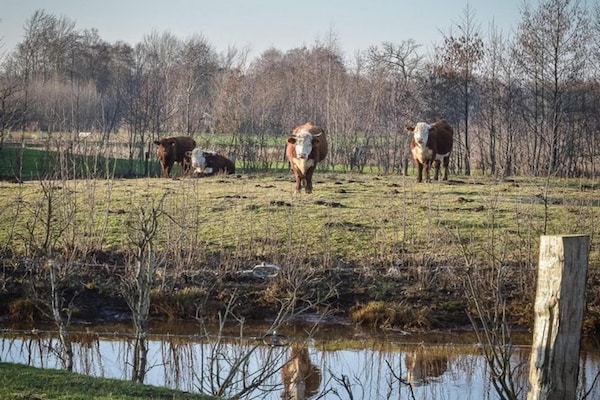 Foto van Boomhuttent met panoramisch uitzicht - Vakantiehuis in Zuna - AreaSummer5KM