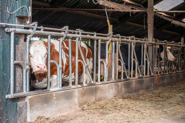 Foto van Villa in Vilamoura met Zwembad bij Strand - Vakantiehuis in Enschede - ParkFacilities