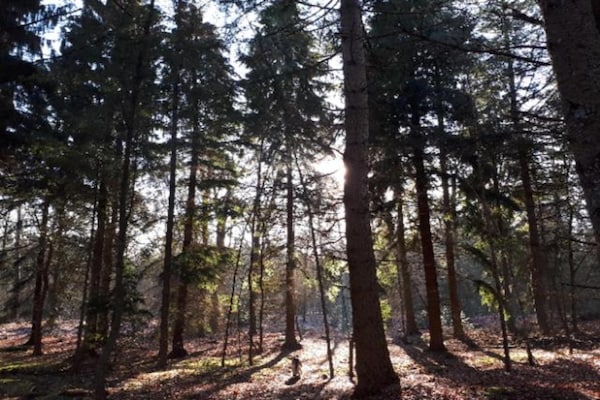 Foto van Appartement in Drenthe bij natuurpaden - Vakantiehuis in De Kiel - AreaSummer20KM