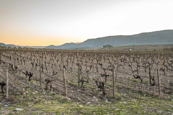 Foto van Geschakelde vakantiewoning op landgoed met zwembad en uitzicht op wijngaard - AreaSummer1KM