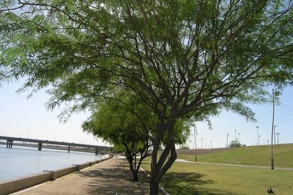 Foto van 1 tweepersoonsbed | Douche conform ADA/RI-normen - Vakantiehuis in Tempe - Facilities
